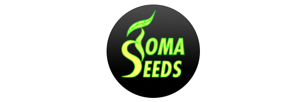 TOMA SEEDS Tomasz Marasik