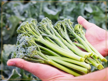 Bimi® broccoli od Coregeo Ltd