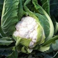 BAYER CROP SCIENCE - SEMINIS